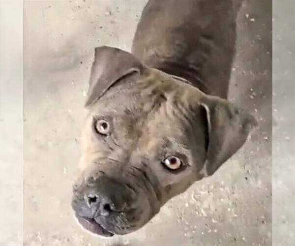 Medium Photo #2 Boxer-Unknown Mix Puppy For Sale in Houston, TX, USA