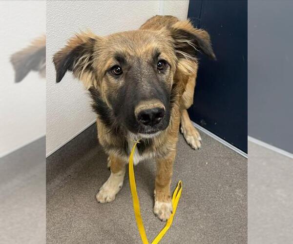 Medium Photo #1 German Shepherd Dog-Great Pyrenees Mix Puppy For Sale in HESPERIA, CA, USA