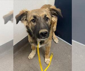 German Shepherd Dog-Great Pyrenees Mix Dogs for adoption in HESPERIA, CA, USA