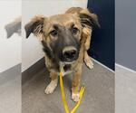 Small German Shepherd Dog-Great Pyrenees Mix