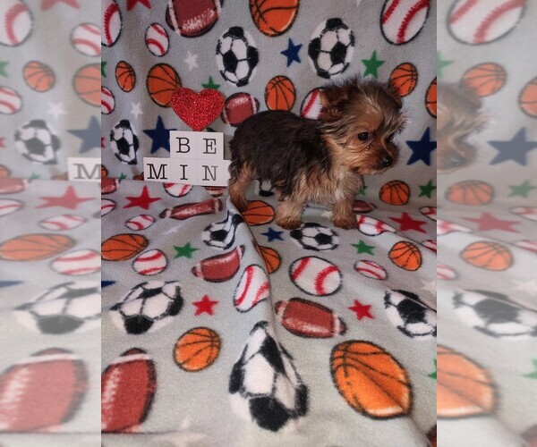 Medium Photo #10 Yorkshire Terrier Puppy For Sale in LAPEER, MI, USA