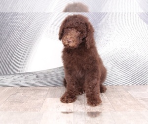 Poodle (Standard) Puppy for sale in WESTPOINT, IN, USA
