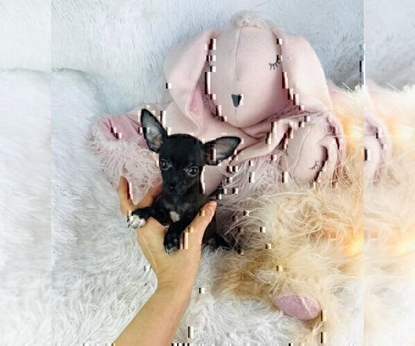Medium Photo #25 Chihuahua Puppy For Sale in AVENEL, NJ, USA