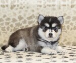 Small #1 Pomsky
