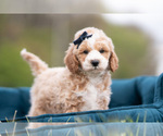 Small #2 Maltipoo (Miniature)