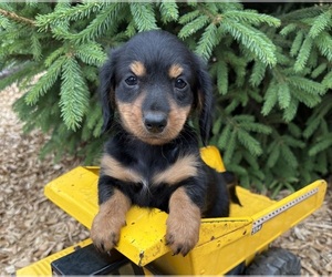 Dachshund Puppy for sale in MIDDLEBURY, IN, USA