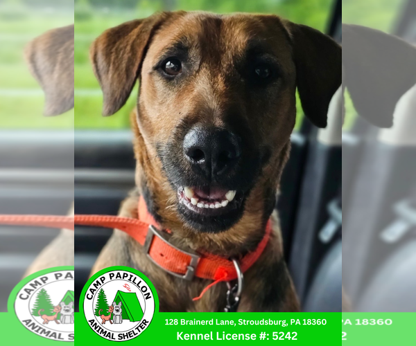 Medium Photo #2 Airedale Terrier-Unknown Mix Puppy For Sale in Stroudsburg, PA, USA