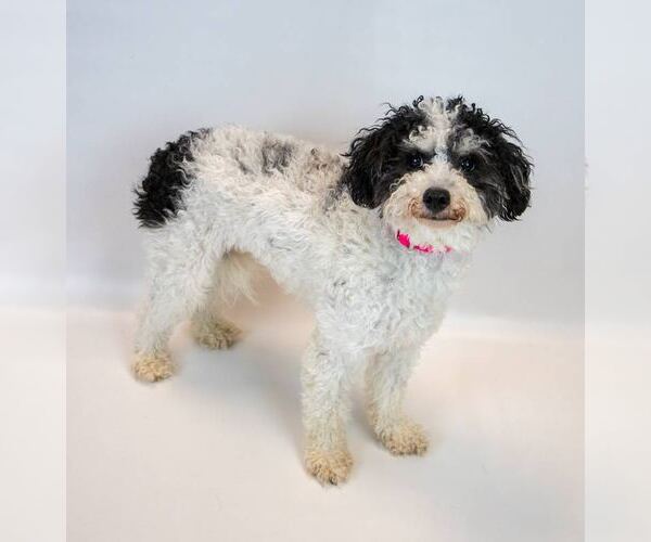 Medium Photo #11 Poochon Puppy For Sale in Kennesaw, GA, USA