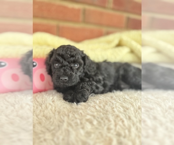 Medium Photo #2 Cavapoo-Poodle (Toy) Mix Puppy For Sale in PENSACOLA, FL, USA