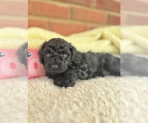 Medium Cavapoo-Poodle (Toy) Mix
