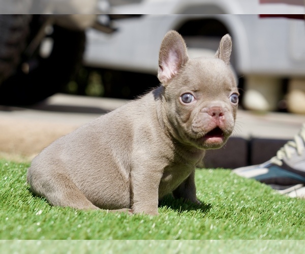 Medium Photo #6 French Bulldog Puppy For Sale in WEST HILLS, CA, USA