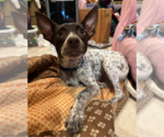 Small Photo #2 Mutt Puppy For Sale in Redmond, WA, USA