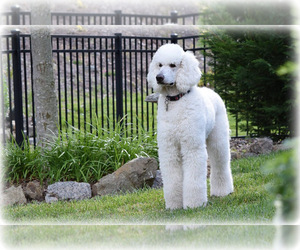 Father of the Goldendoodle puppies born on 02/04/2020