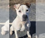 Small #3 Dogo Argentino-Labrador Retriever Mix