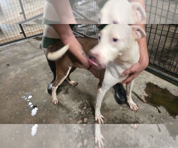 Medium Photo #3 Siberian Husky-Unknown Mix Puppy For Sale in Jackson, MS, USA