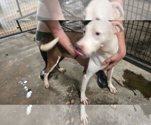 Ariel - Female Siberian Husky-Unknown Mix Dog for Adoption - Photo #3