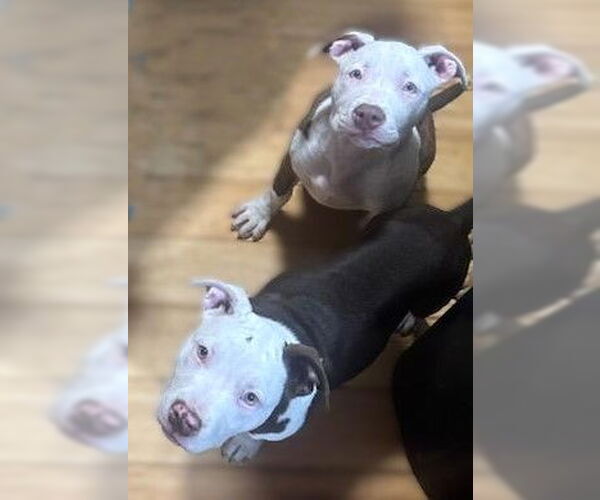 Medium Photo #2 American Pit Bull Terrier-Unknown Mix Puppy For Sale in Berlin, MD, USA