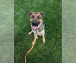 Small #7 German Shepherd Dog