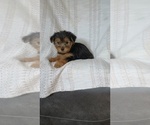 Small Photo #27 Yorkshire Terrier Puppy For Sale in BENSON, NC, USA
