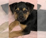 Small #4 Mutt