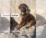 Small #1 Doberman Pinscher