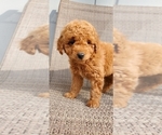 Puppy Yellow Goldendoodle (Miniature)