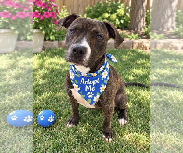 Medium Photo #3 Boxer-Unknown Mix Puppy For Sale in Euless, TX, USA