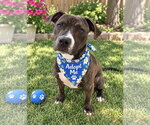 Small #2 Boxer Mix