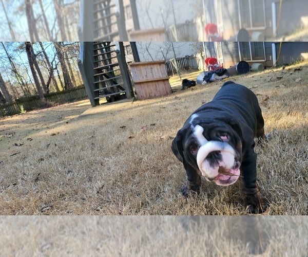 Medium Photo #6 English Bulldog Puppy For Sale in POWDER SPRINGS, GA, USA
