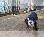 Small Photo #6 English Bulldog Puppy For Sale in POWDER SPRINGS, GA, USA