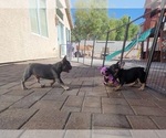 Small Photo #5 French Bulldog Puppy For Sale in LAS VEGAS, NV, USA