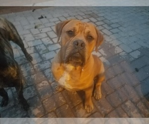 Father of the Boerboel puppies born on 04/13/2019