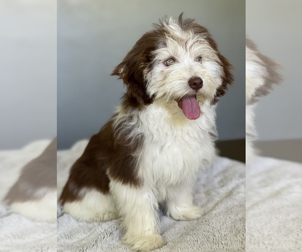 Medium Photo #2 Havanese Puppy For Sale in IDEAL, GA, USA