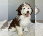 Small Photo #2 Havanese Puppy For Sale in IDEAL, GA, USA