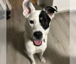 Small #11 American Pit Bull Terrier Mix