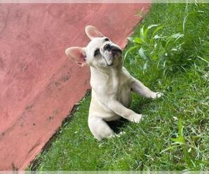 French Bulldog Puppy for sale in GREENWICH, CT, USA