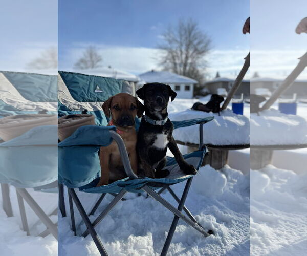 Medium Photo #11 English Mastweiler Puppy For Sale in Oro Medonte, Ontario, Canada