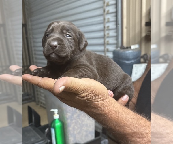 Medium Photo #2 Labrador Retriever Puppy For Sale in FORT MC COY, FL, USA