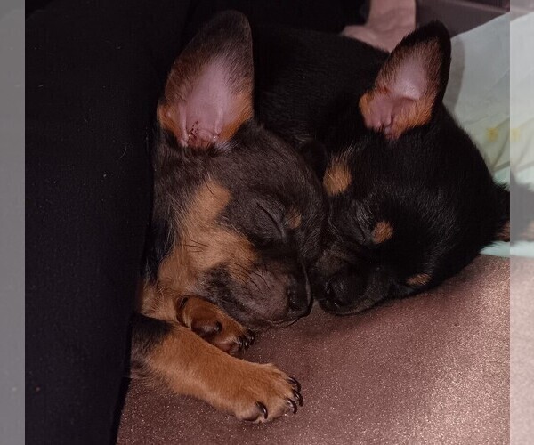 Medium Photo #7 Chihuahua Puppy For Sale in PHILADELPHIA, PA, USA
