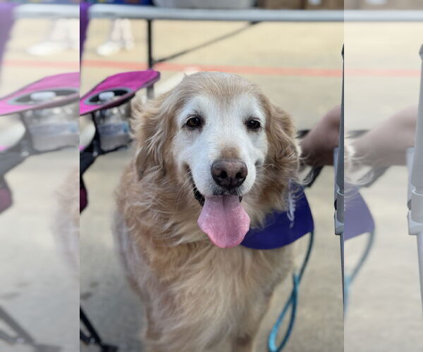 Medium Photo #4 Golden Retriever Puppy For Sale in Fort Worth, TX, USA