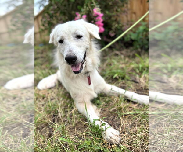 Medium Photo #6 Great Pyrenees Puppy For Sale in Spring, TX, USA