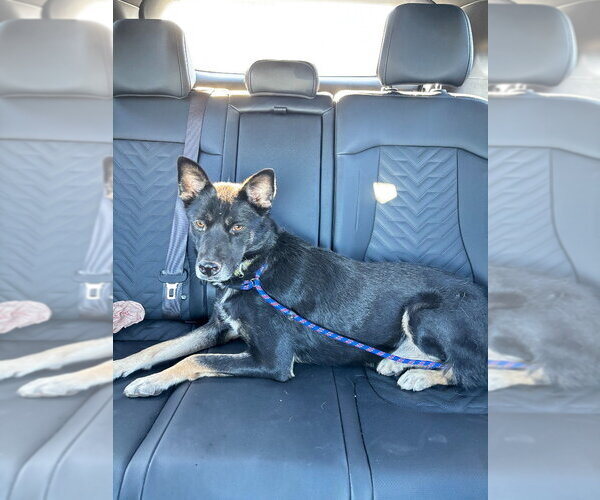 Medium Photo #1 Mutt Puppy For Sale in Salt Lake City, UT, USA
