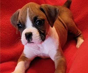 Boxer Puppy for sale in SLATON, TX, USA