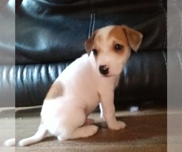 Medium Photo #3 Jack Russell Terrier Puppy For Sale in WATERFORD, CT, USA