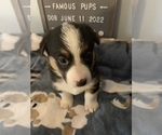 Small Photo #30 Welsh Cardigan Corgi Puppy For Sale in SUN PRAIRIE, WI, USA