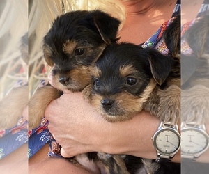 Yorkshire Terrier Puppy for sale in FORT MILL, SC, USA