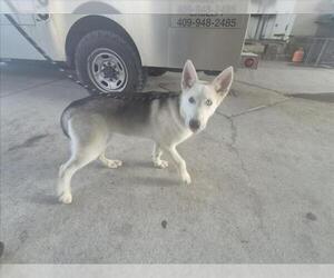 Siberian Husky-Unknown Mix Dogs for adoption in Texas City, TX, USA
