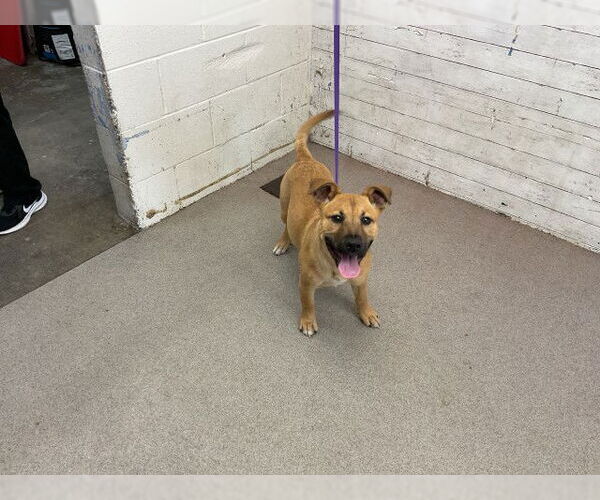 Medium Photo #1 Shepradors Puppy For Sale in San Bernardino, CA, USA