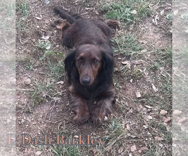 Medium Photo #12 Dachshund Puppy For Sale in San Antonio, TX, USA