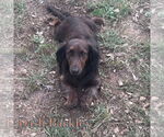Small #11 Dachshund